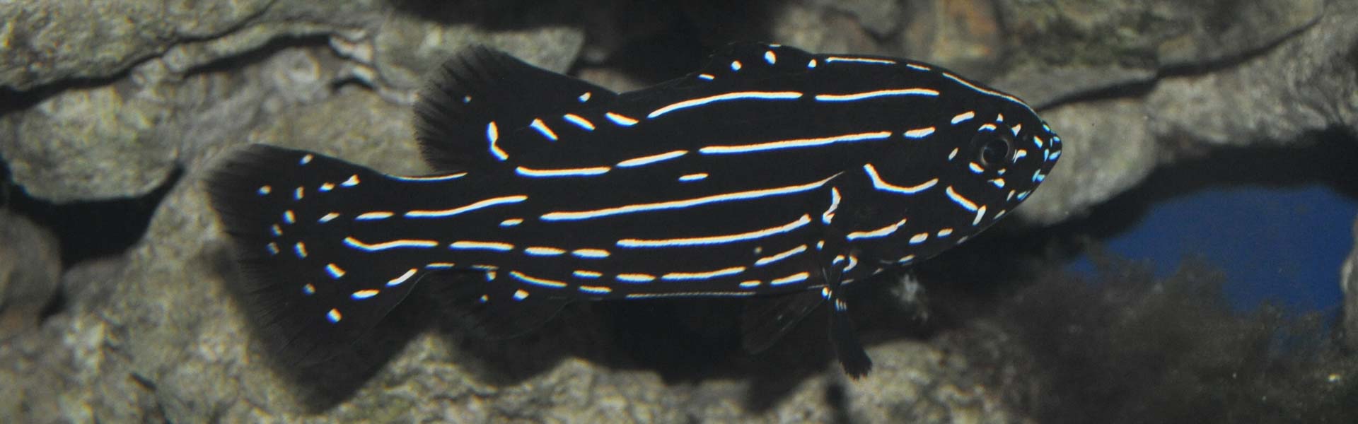 The Royal Soapfish